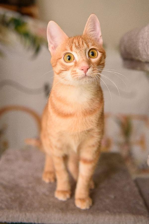 Zoe una perla rossa da 8 mesi  Foto 3